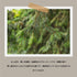 HETKINEN Veggie candle Spruce resin 260ml
